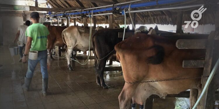 FEDEGÁN destinó $4000 millones para el apoyo y estabilización de precios en el sector lechero colombiano.