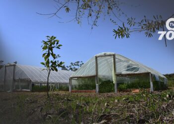 La Universidad Nacional lidera un proyecto en la Orinoquia para crear biopesticidas naturales, promoviendo prácticas agrícolas sostenibles.