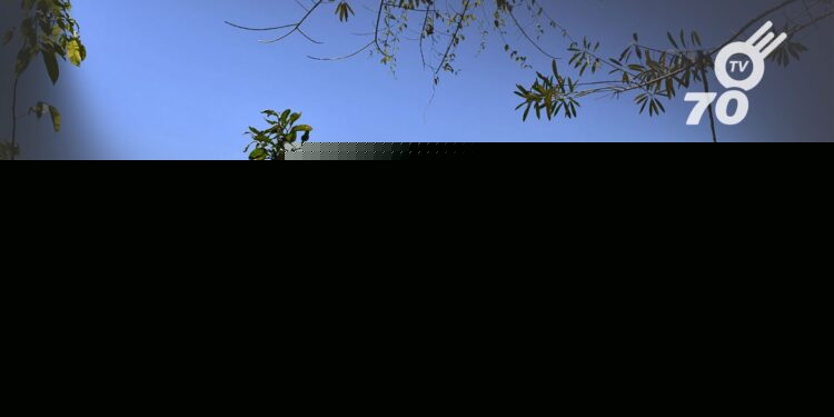 La Universidad Nacional lidera un proyecto en la Orinoquia para crear biopesticidas naturales, promoviendo prácticas agrícolas sostenibles.