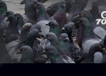 Conoce cómo las palomas urbanas representan un riesgo para la salud pública, según un estudio reciente. Información esencial para comunidades.