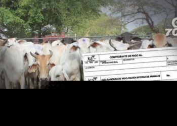 Tras reclamos de los ganaderos en Arauca por retrasos en las guías de movilización animal, la gerente del ICA, Narda Martínez Peroza, detalla medidas adoptadas para mejorar la eficiencia en los trámites, incluyendo aumento de personal y mejoras tecnológicas.