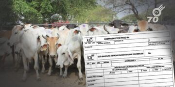 Tras reclamos de los ganaderos en Arauca por retrasos en las guías de movilización animal, la gerente del ICA, Narda Martínez Peroza, detalla medidas adoptadas para mejorar la eficiencia en los trámites, incluyendo aumento de personal y mejoras tecnológicas.