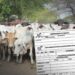 Tras reclamos de los ganaderos en Arauca por retrasos en las guías de movilización animal, la gerente del ICA, Narda Martínez Peroza, detalla medidas adoptadas para mejorar la eficiencia en los trámites, incluyendo aumento de personal y mejoras tecnológicas.