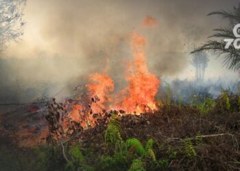 Durante el primer trimestre del 2024, Arauca registró 57 alertas de deforestación, con la mayoría de los casos concentrados en el municipio de Arauquita, según el informe de Corporinoquia.