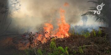 Durante el primer trimestre del 2024, Arauca registró 57 alertas de deforestación, con la mayoría de los casos concentrados en el municipio de Arauquita, según el informe de Corporinoquia.